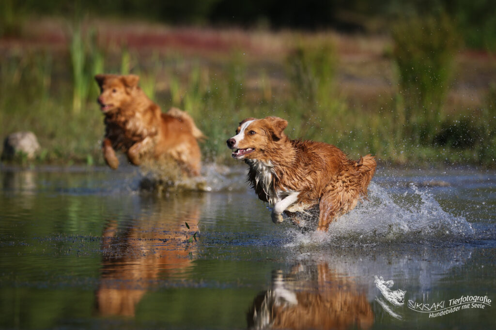 Hunde, die im Wasser spielen sollten überwacht werden